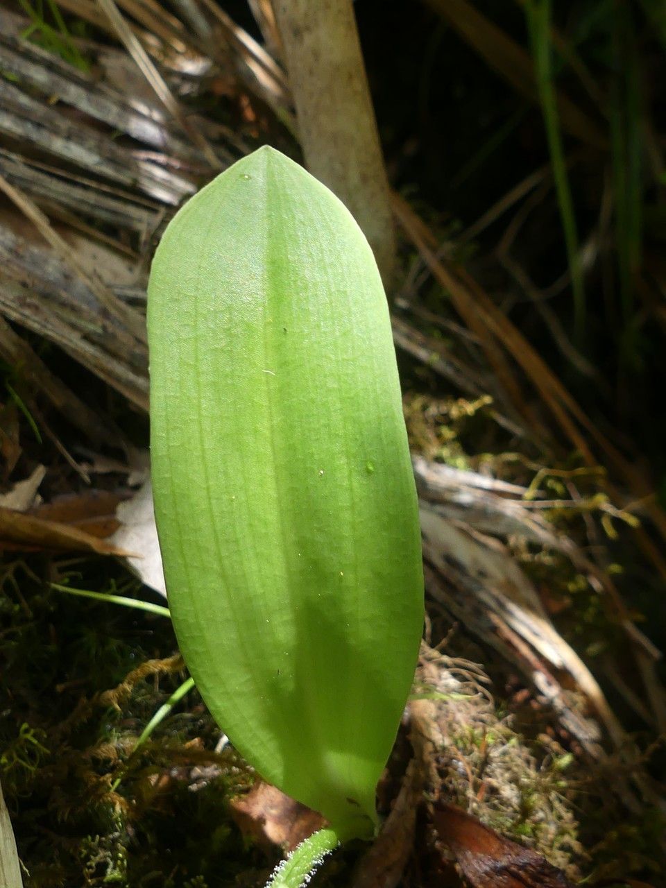 Cynorkis inermis leaf