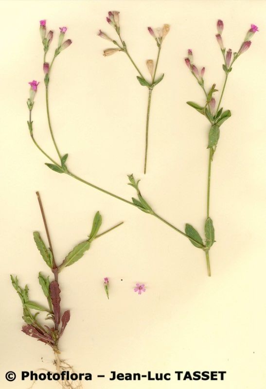 Silene diversifolia habit
