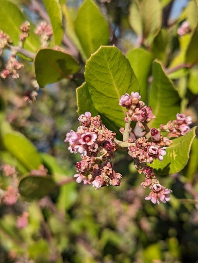 Rhus integrifolia flower
