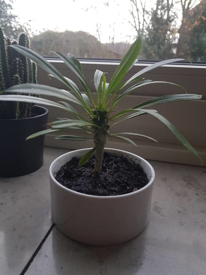 Pachypodium lamerei fruit