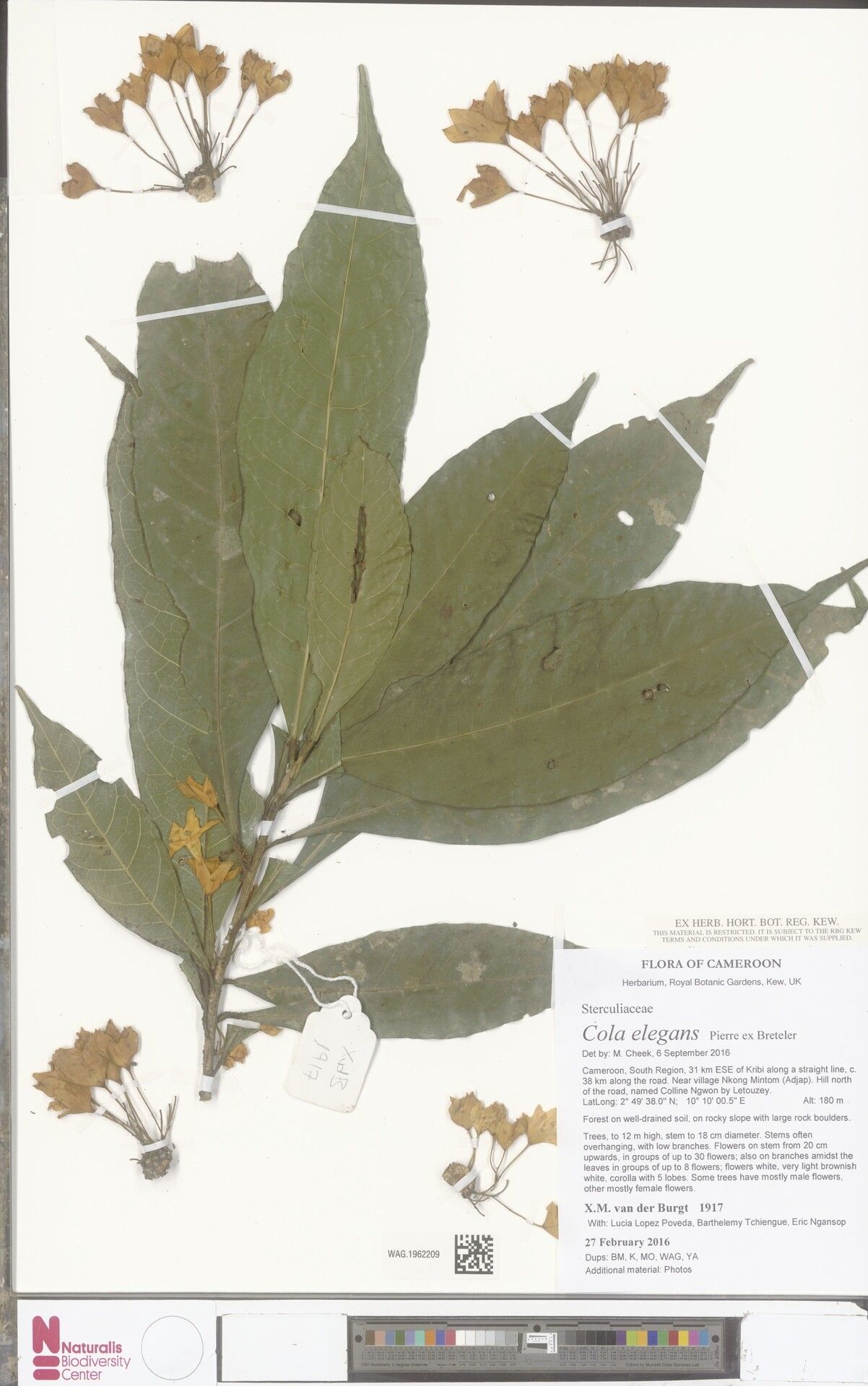 Cola elegans — houseplant care guide