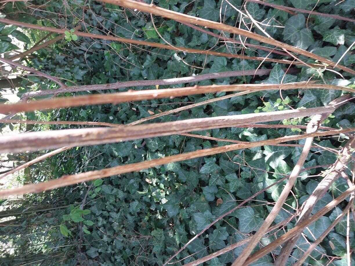 Spiraea crenata bark