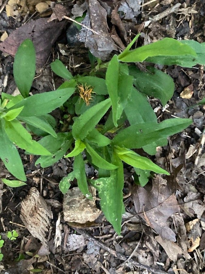 Myosotis macrosperma — search result for 'Boraginaceae'
