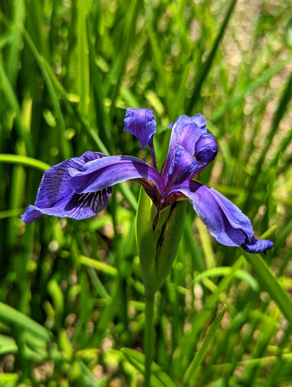 Iris delavayi flower