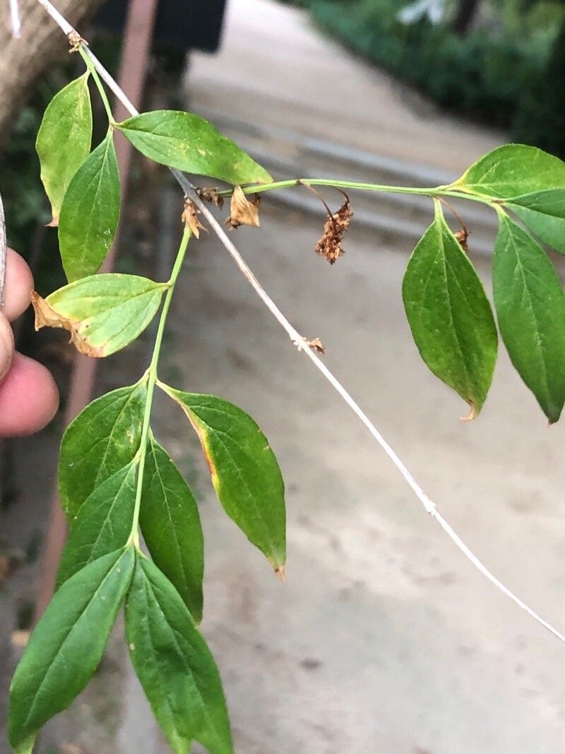 Fontanesia philliraeoides — related species from the same genus