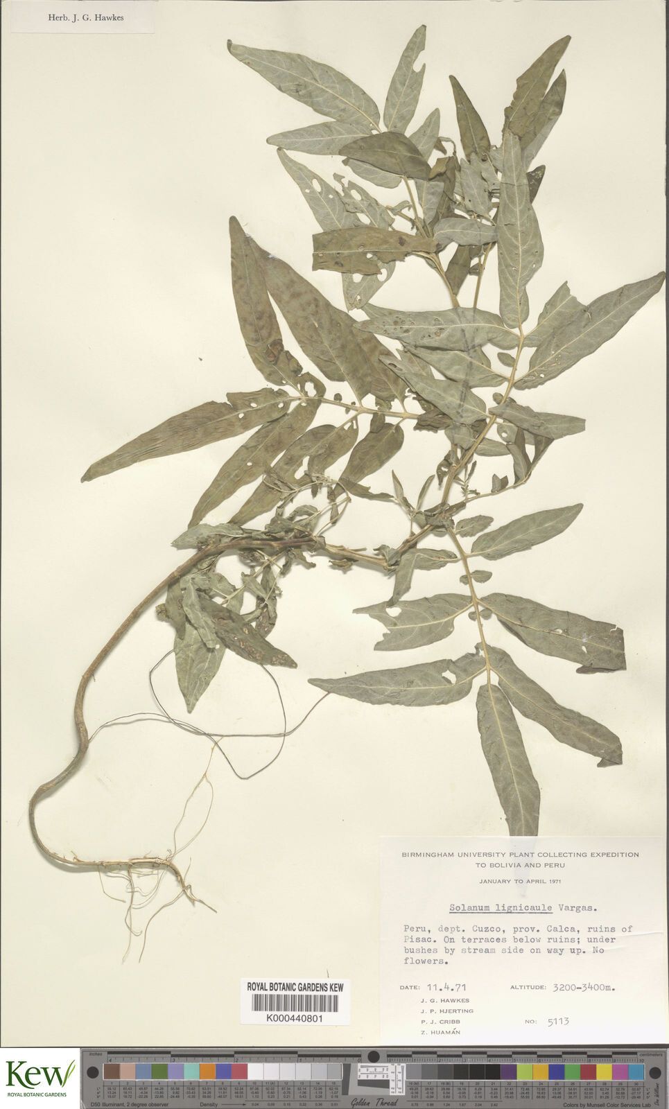 Solanum lignicaule — houseplant care guide