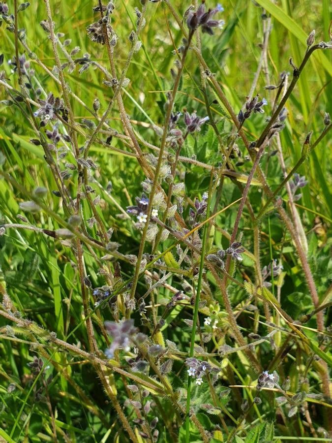 Myosotis dubia flower