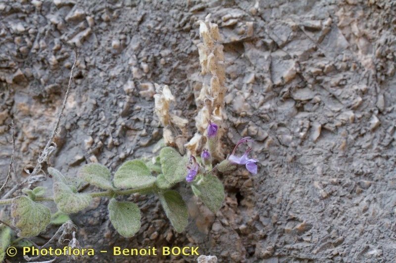 Teucrium francisci-werneri — search result for 'Teucrium'