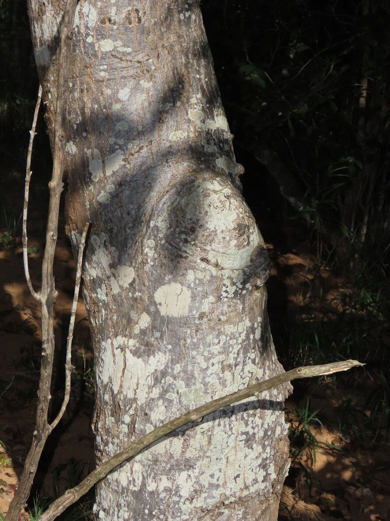 Lannea antiscorbutica bark
