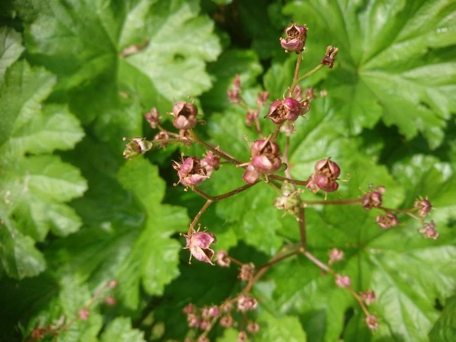 Darmera peltata fruit