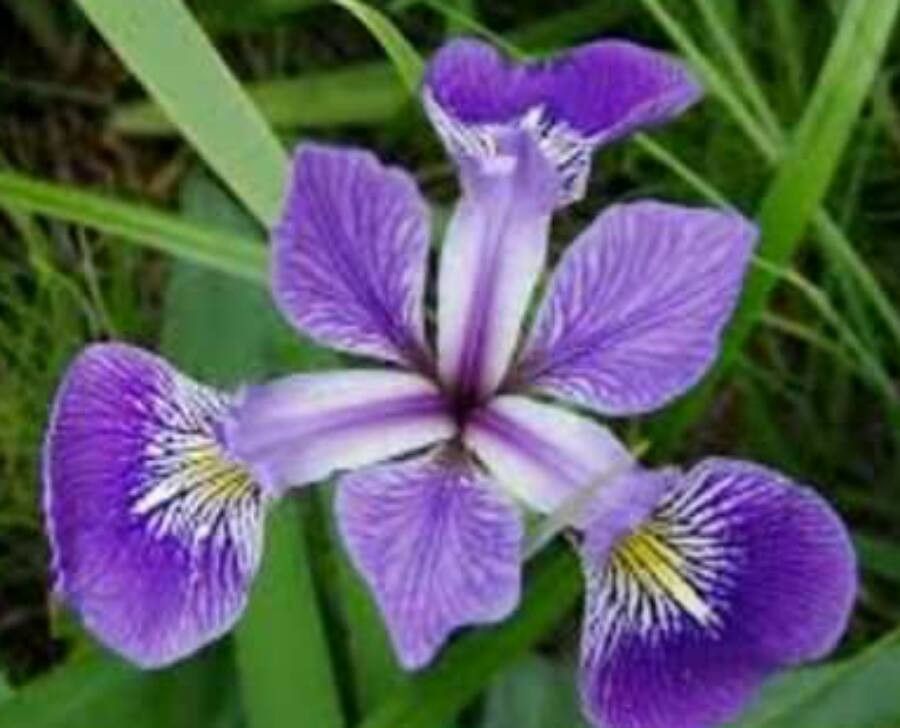 Iris tenax flower