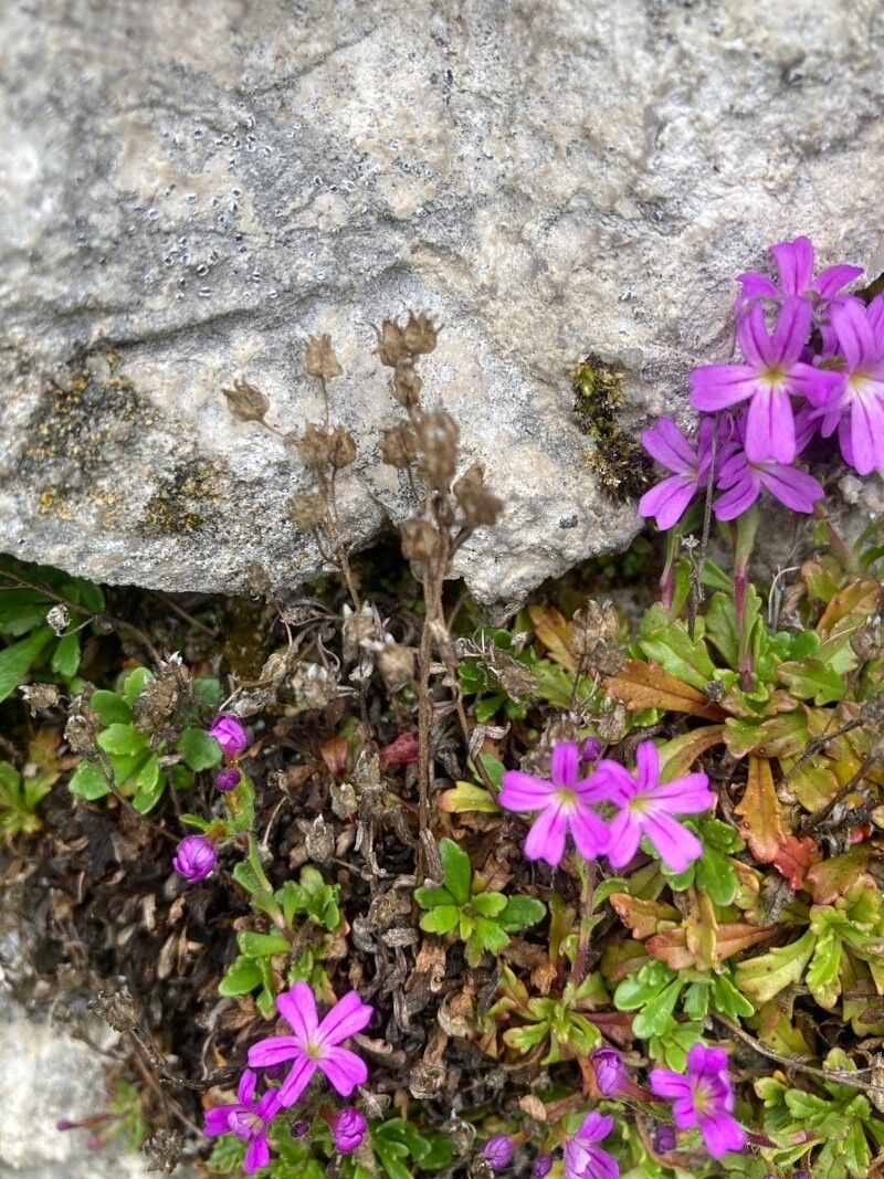Erinus alpinus fruit