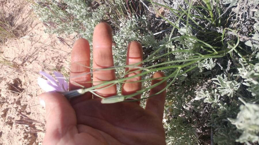 Lygodesmia aphylla — houseplant care guide