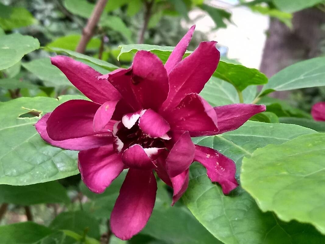 Calycanthus × raulstonii flower