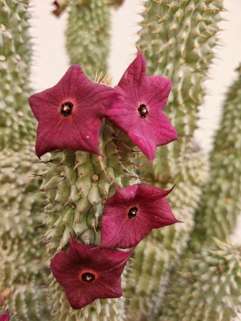 Hoodia gordonii flower