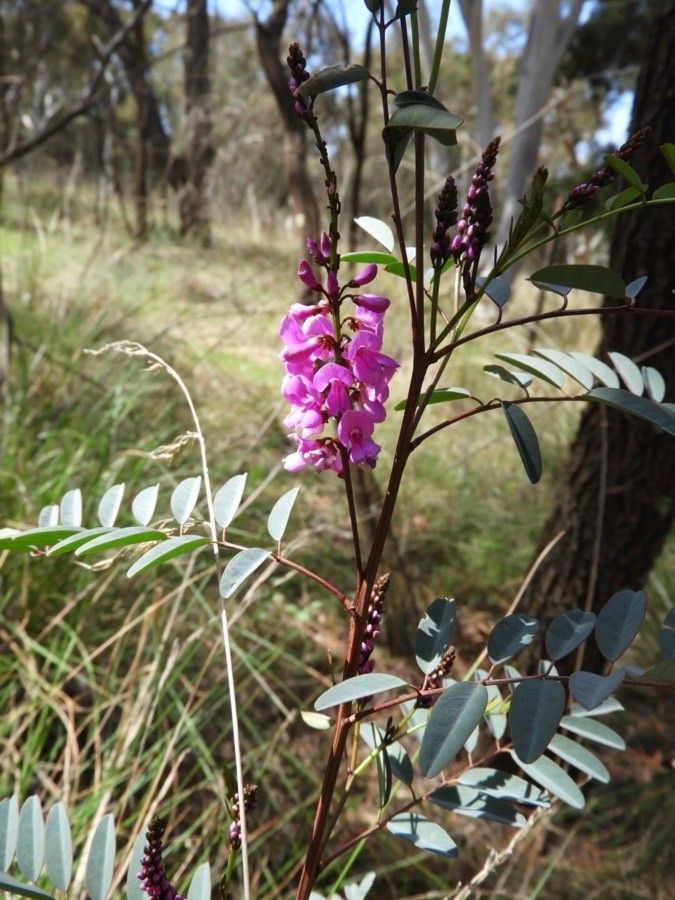Indigofera australis — search result for 'Indigofera'
