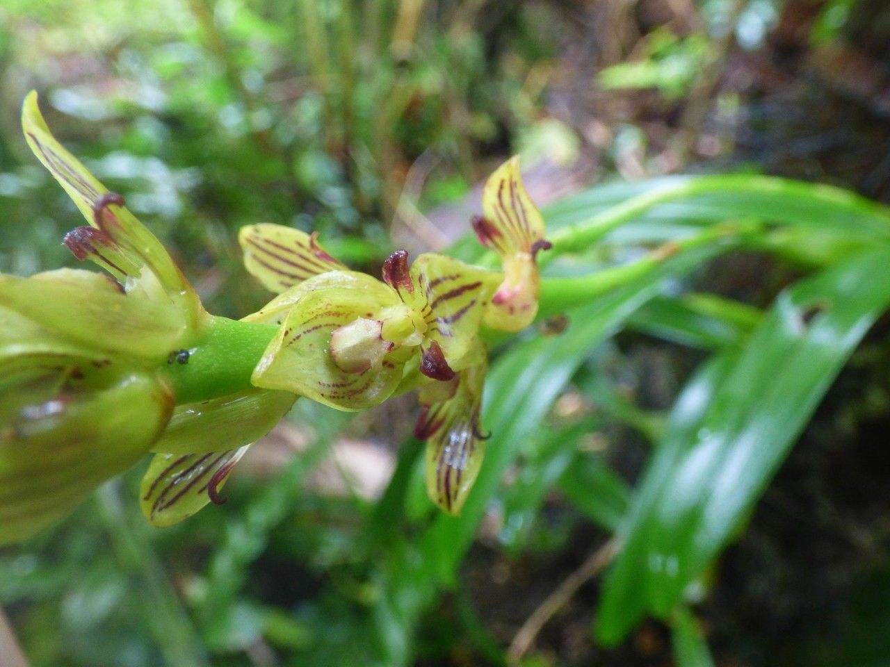 Bulbophyllum primasticum — search result for 'Bulbophyllum'