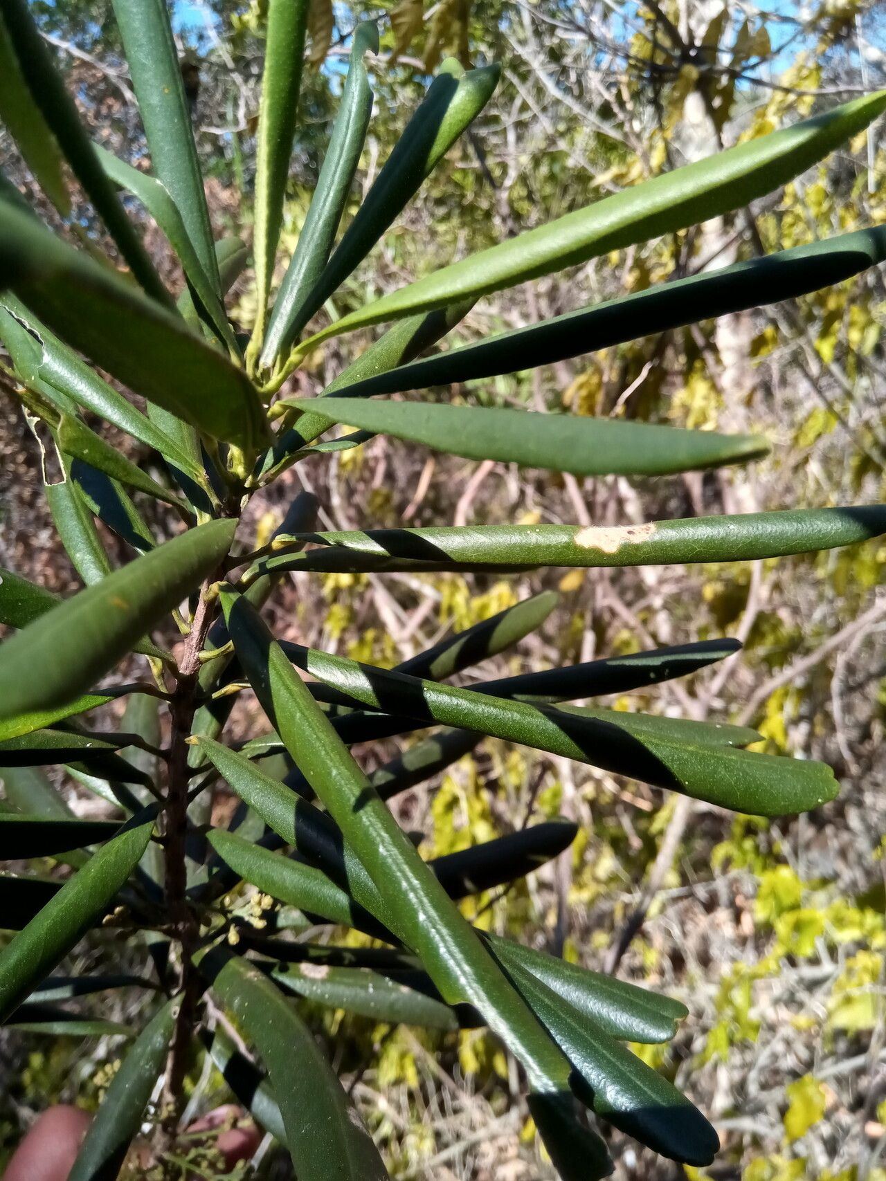 Vepris spathulata leaf