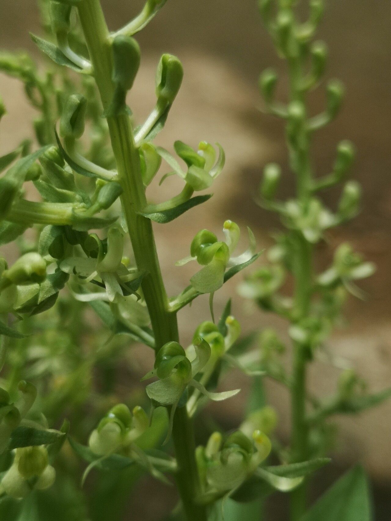 Liparis epiphytica flower
