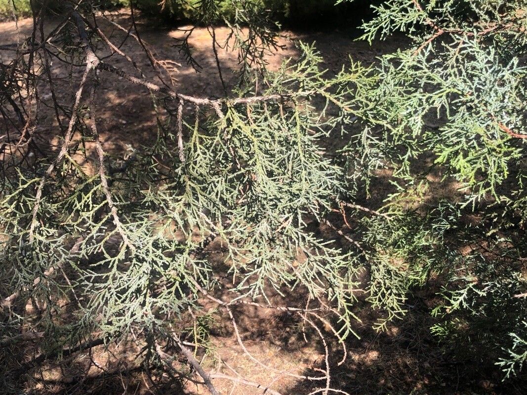Juniperus pinchotii — search result for 'Juniperus'