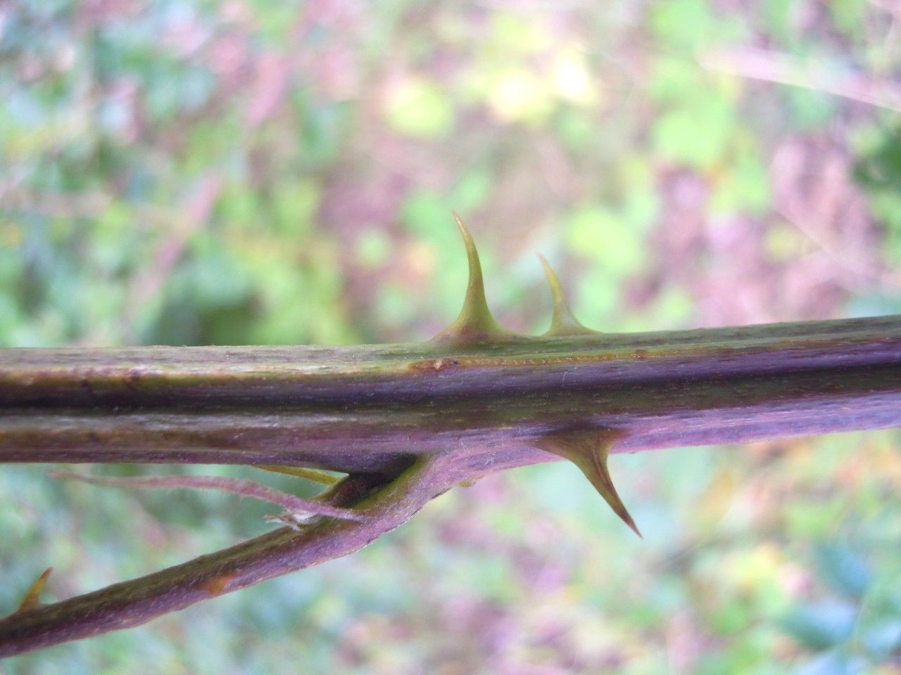 Rubus goniophorus bark