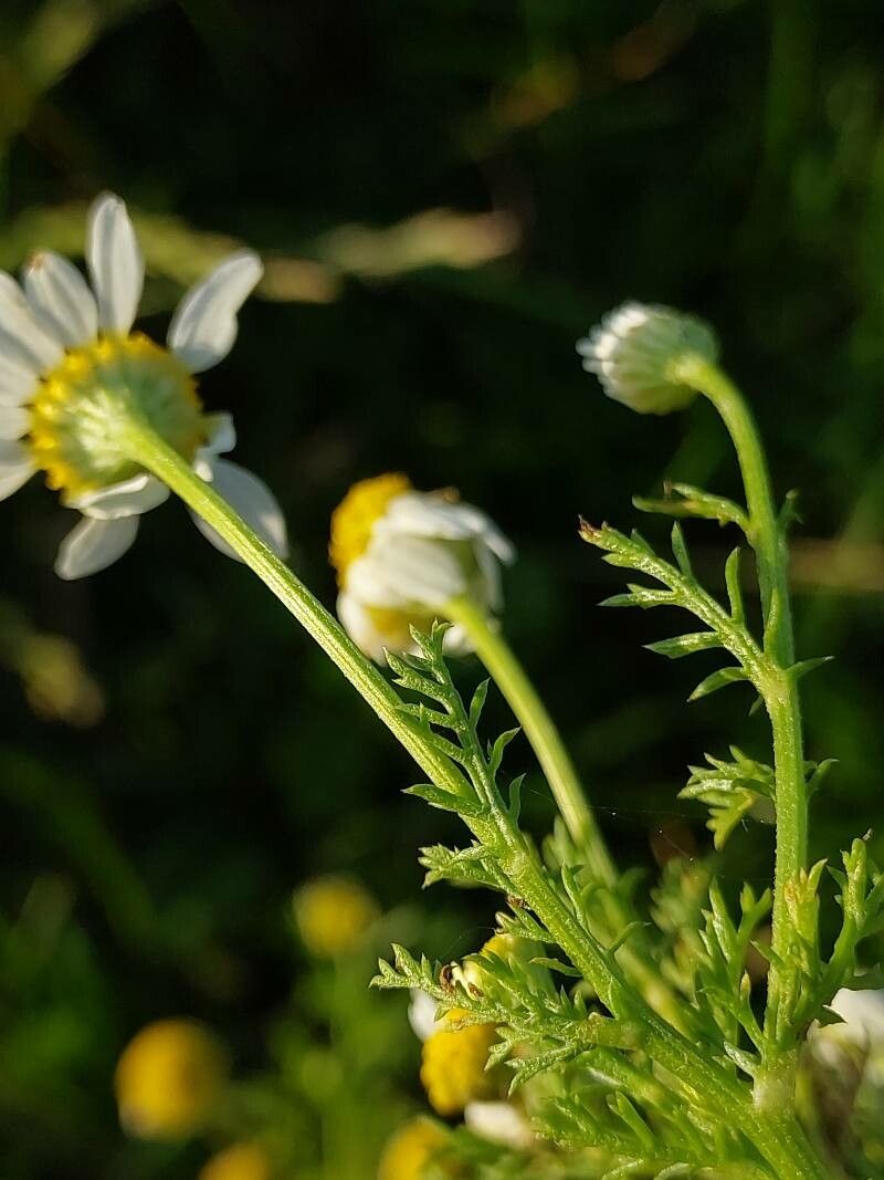 Anthemis cotula leaf