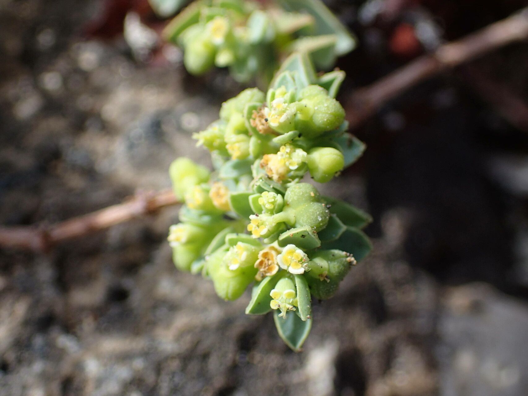 Euphorbia mesembryanthemifolia flower