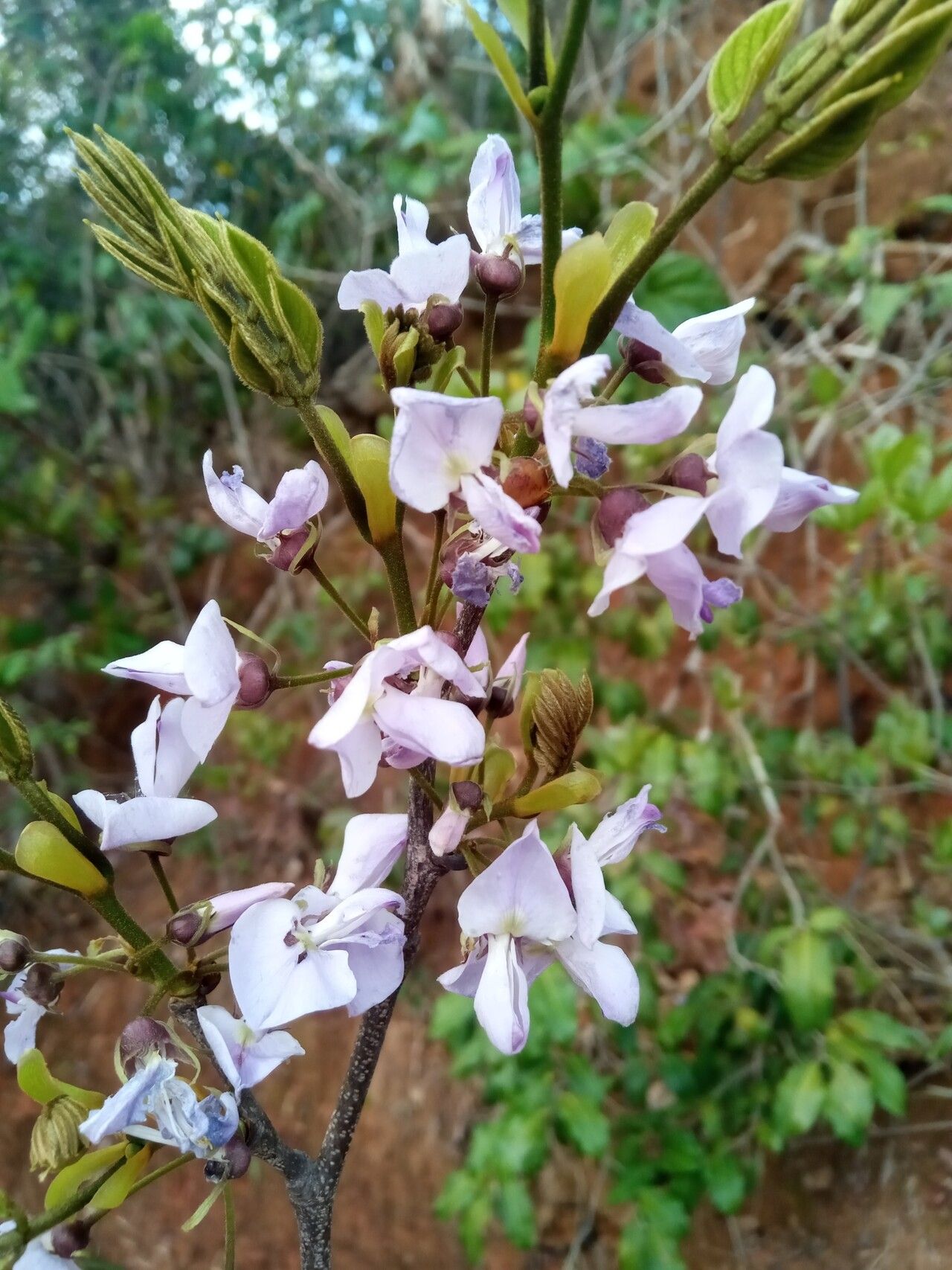 Millettia capuronii — houseplant care guide