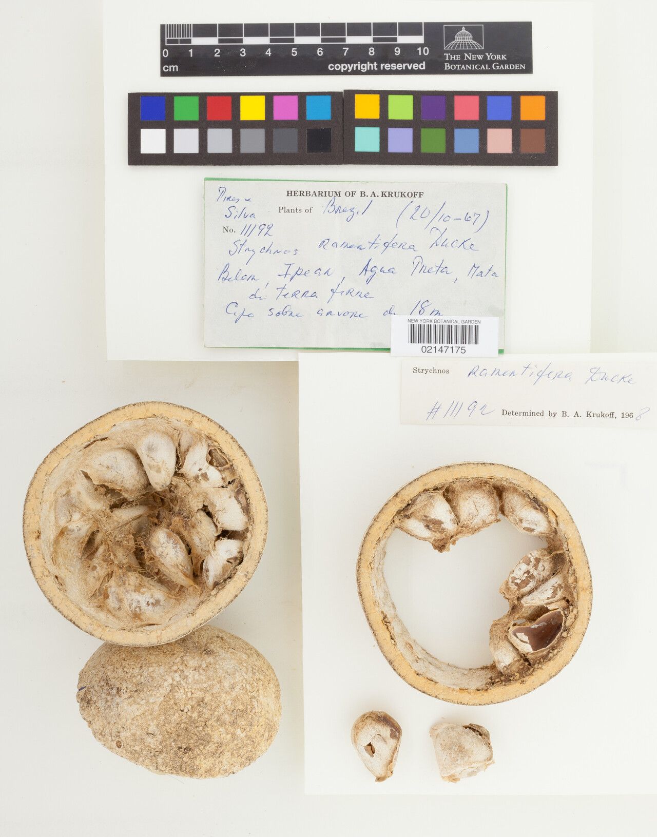 Strychnos ramentifera flower