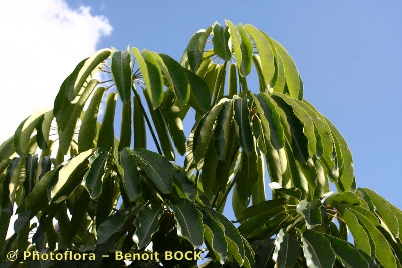 Brassaia actinophylla — search result for 'Heptapleurum'