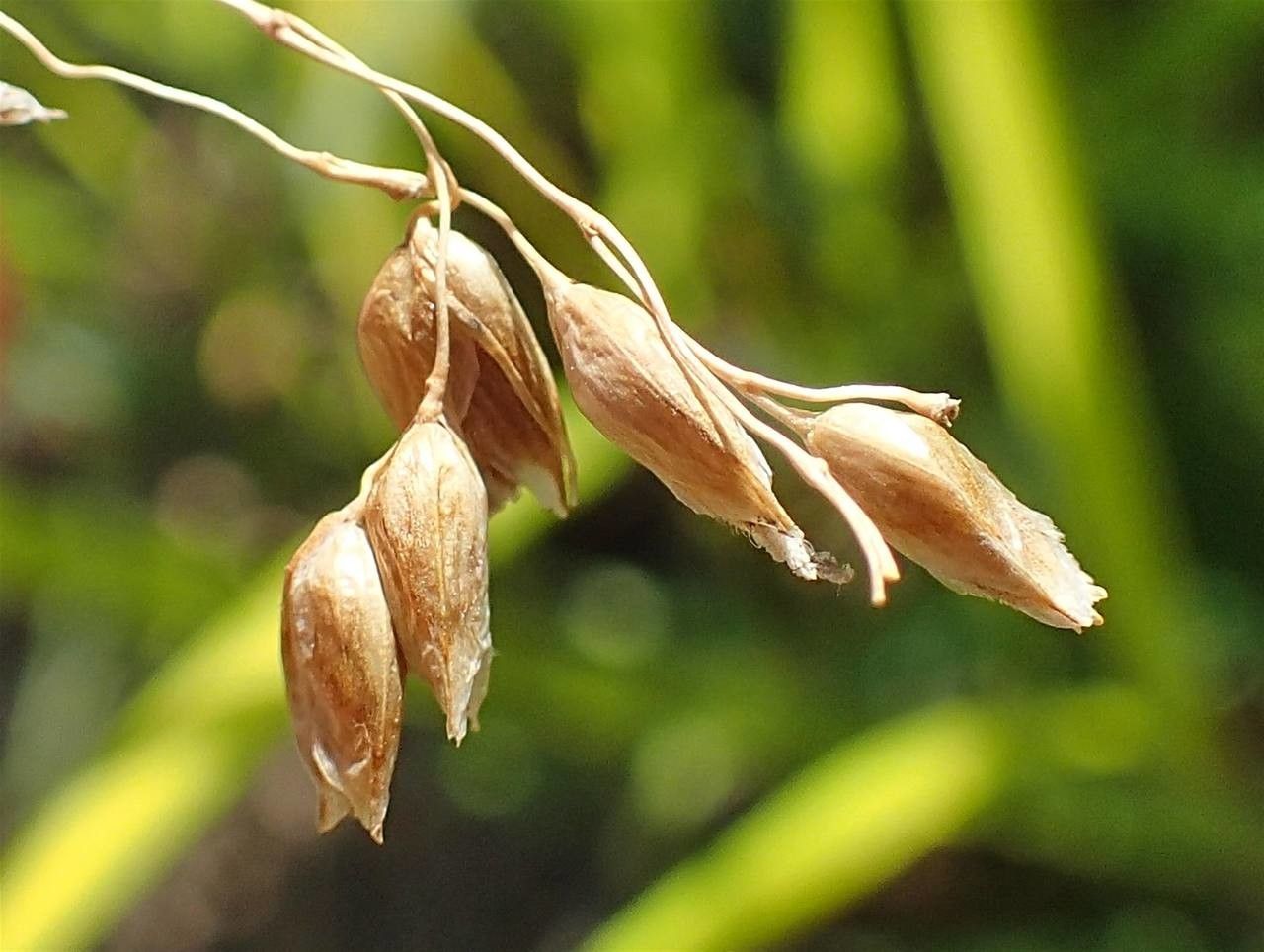 Hierochloe odorata fruit