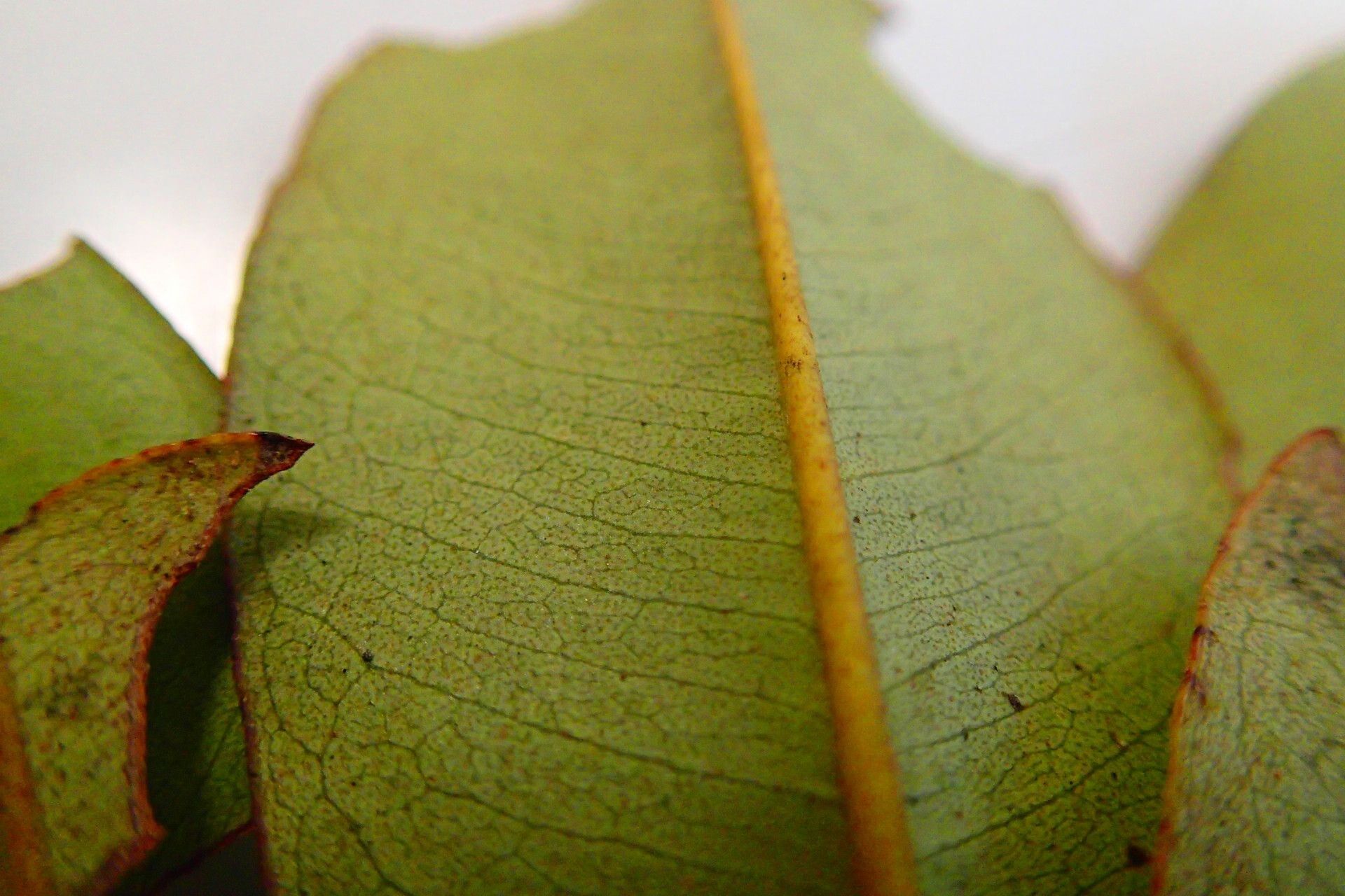 Quintinia media leaf