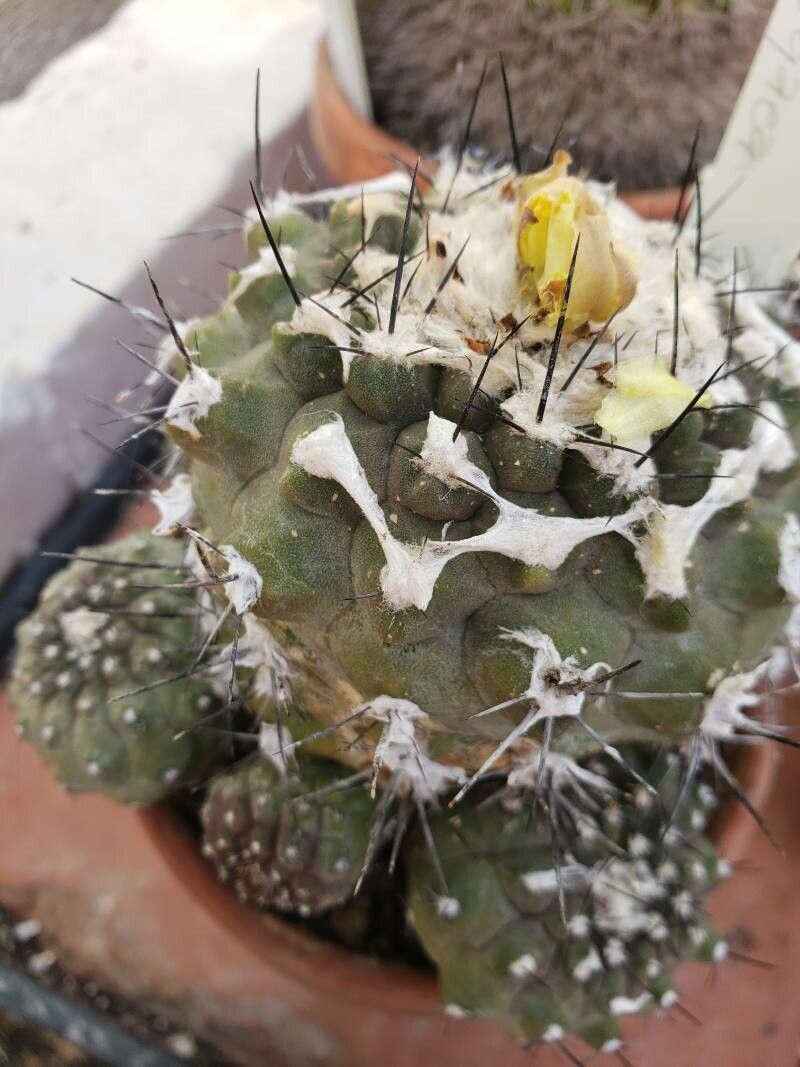 Copiapoa hypogaea — search result for 'Cactaceae'
