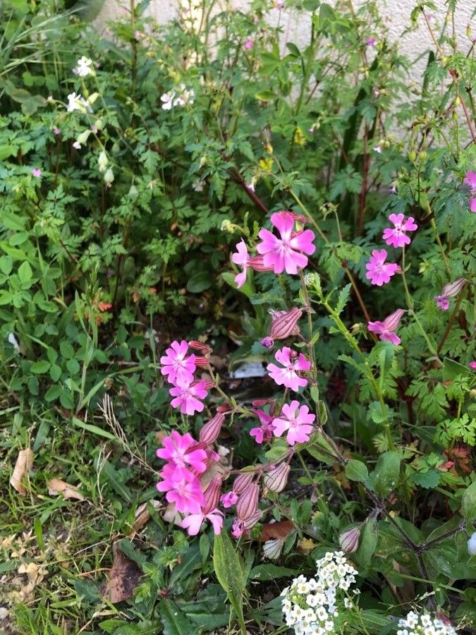 Silene pendula flower