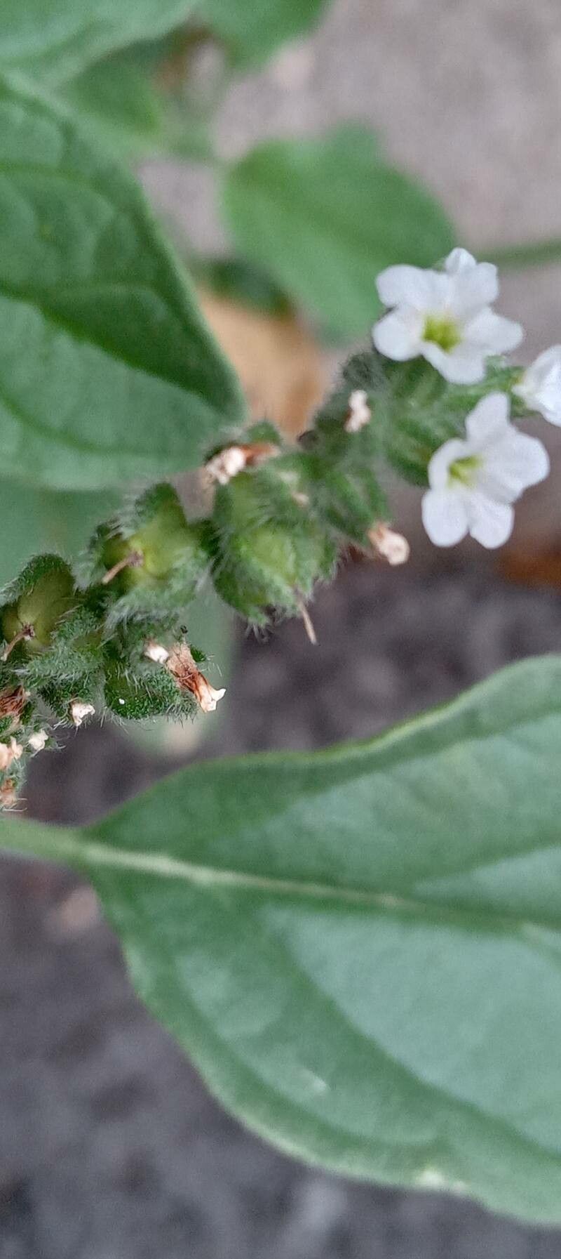 Heliotropium europaeum fruit