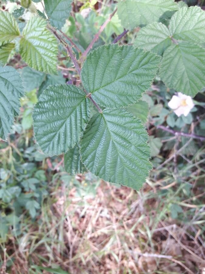 Rubus elegans — houseplant care guide