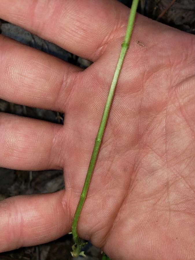 Houstonia purpurea bark