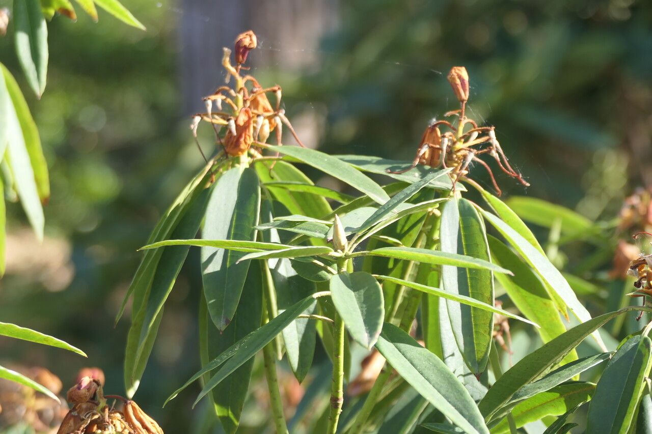 Rhododendron morii — houseplant care guide