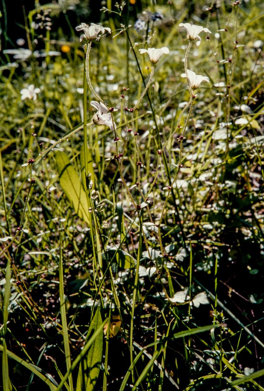Saxifraga cernua habit
