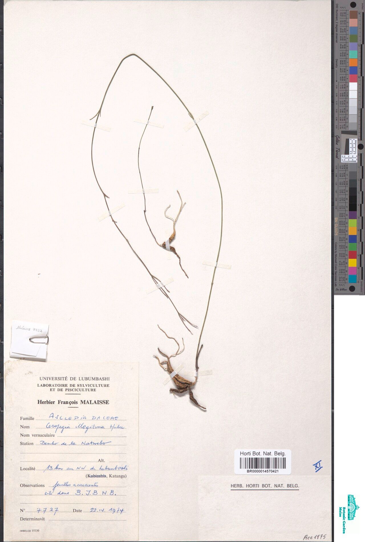 Ceropegia illegitima — search result for 'Ceropegia'