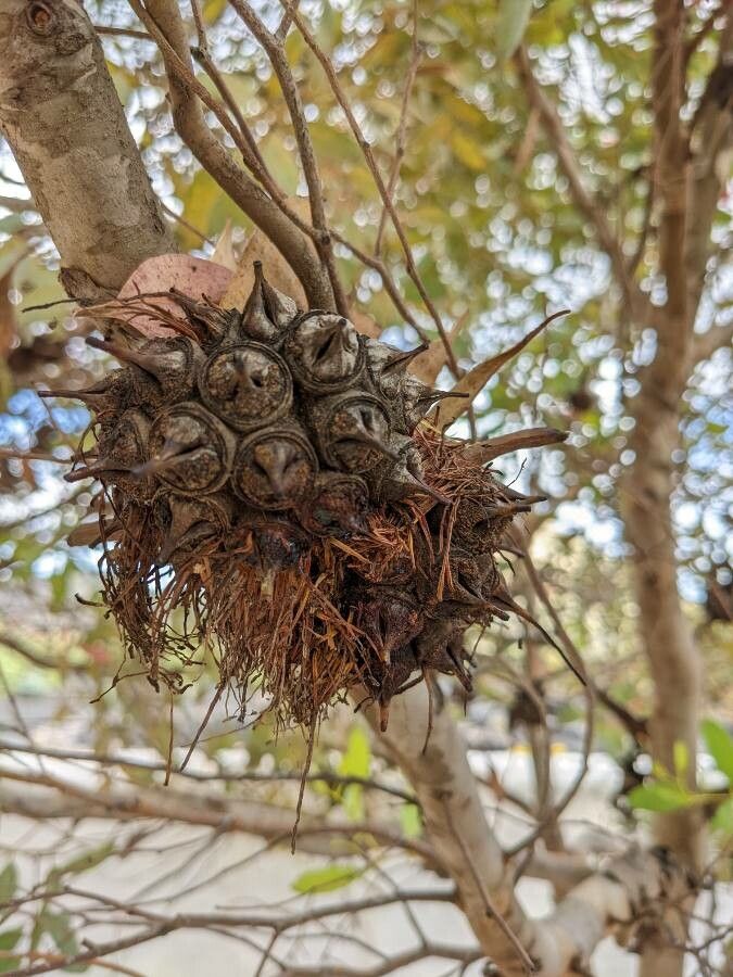 Eucalyptus conferruminata fruit