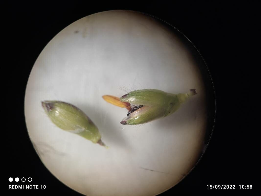 Urochloa brizantha flower