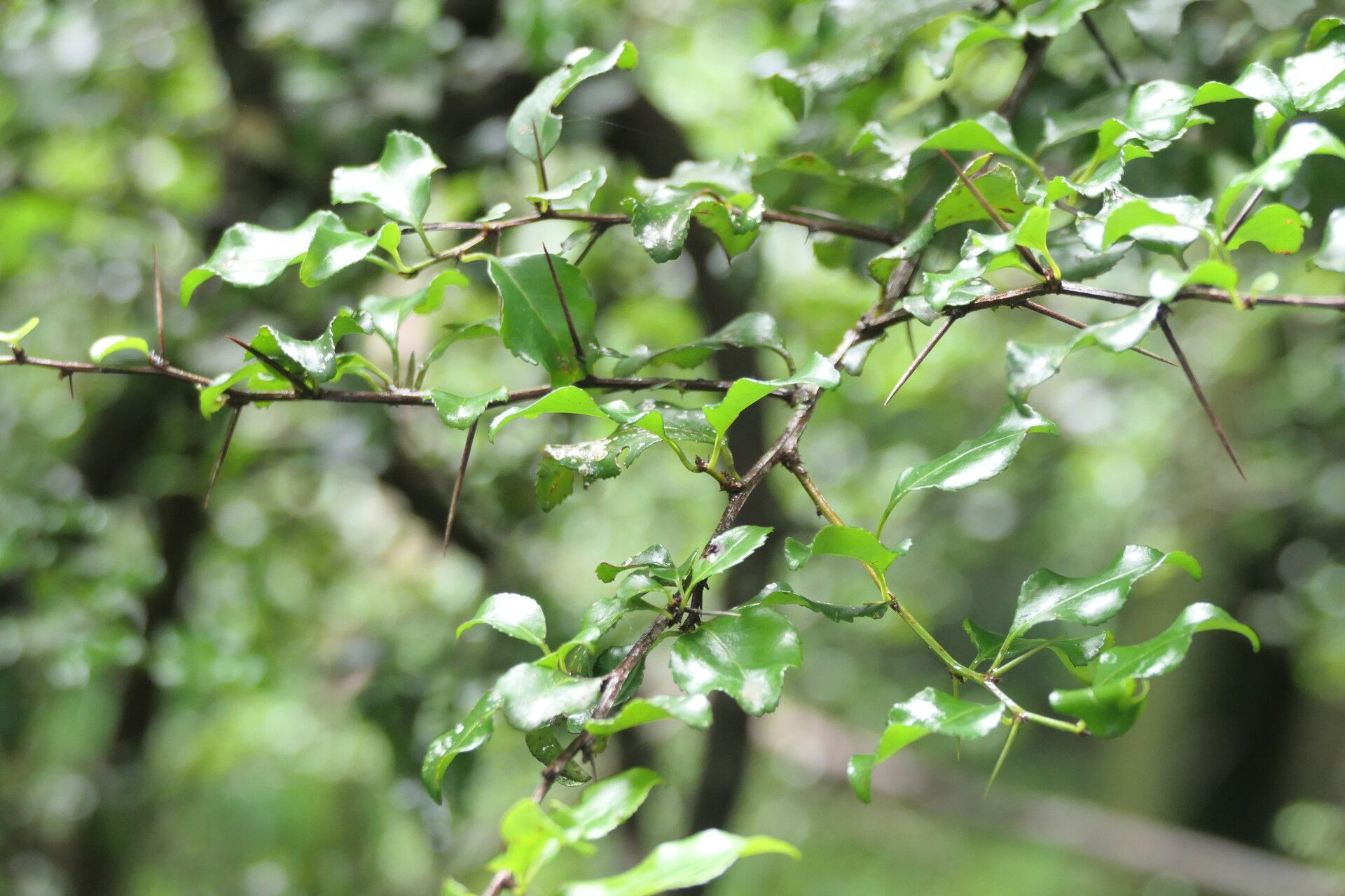 Gymnosporia rubra habit