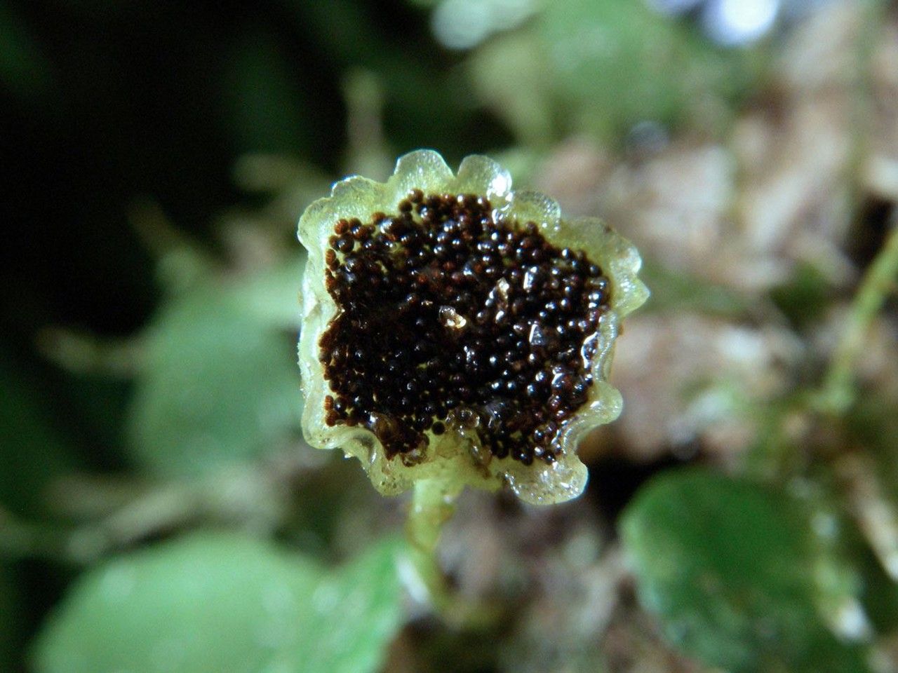 Elaphoglossum peltatum fruit