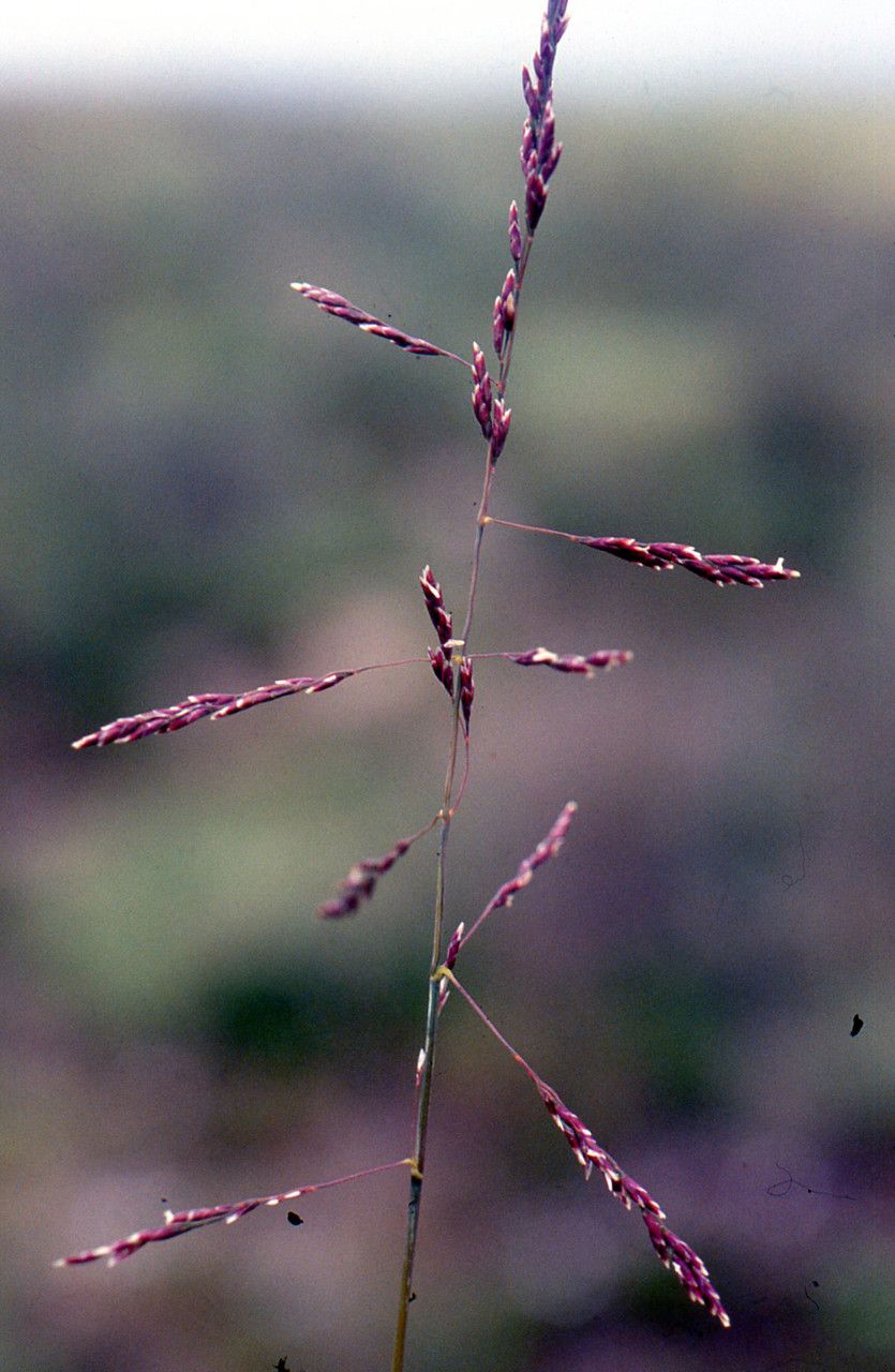 Puccinellia maritima flower