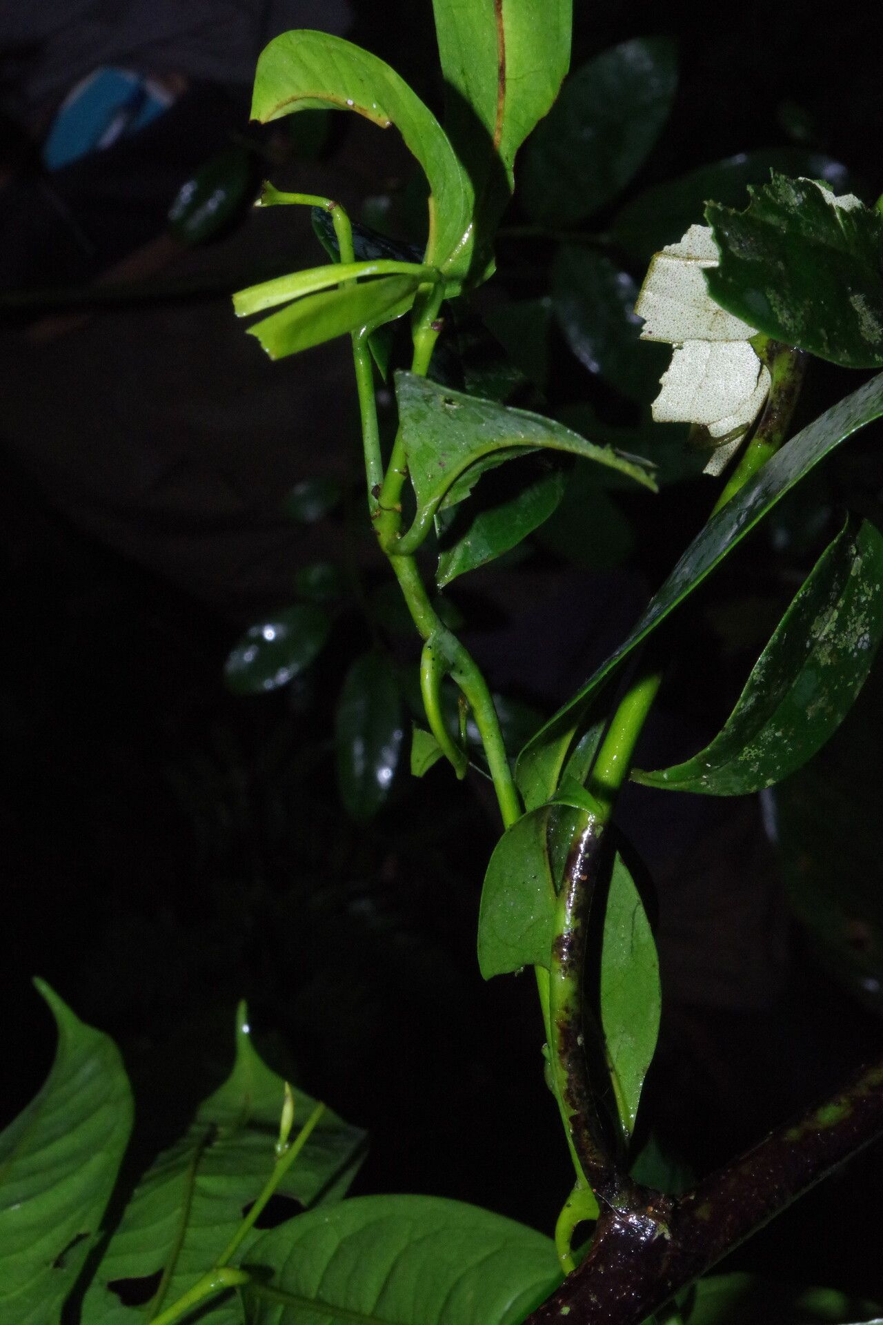 Artabotrys insignis leaf