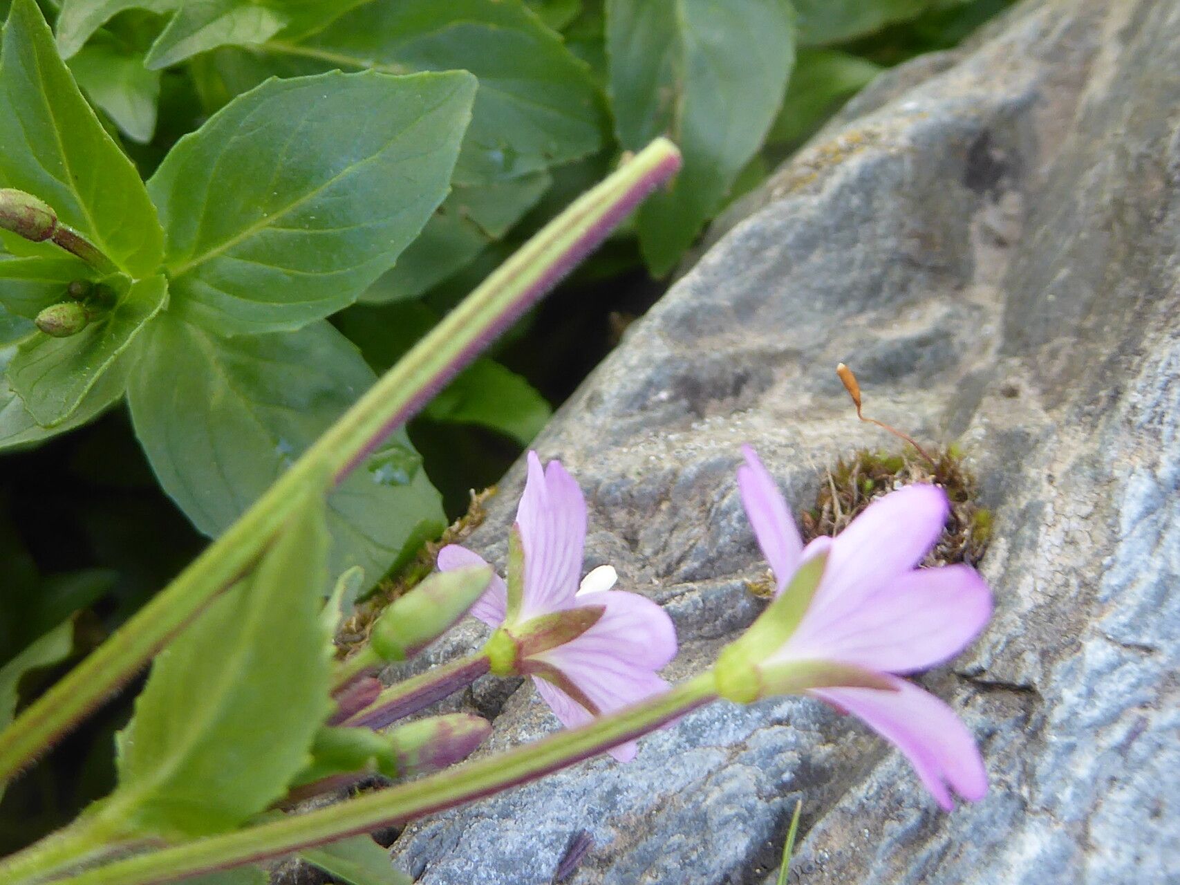 Epilobium anagallidifolium fruit
