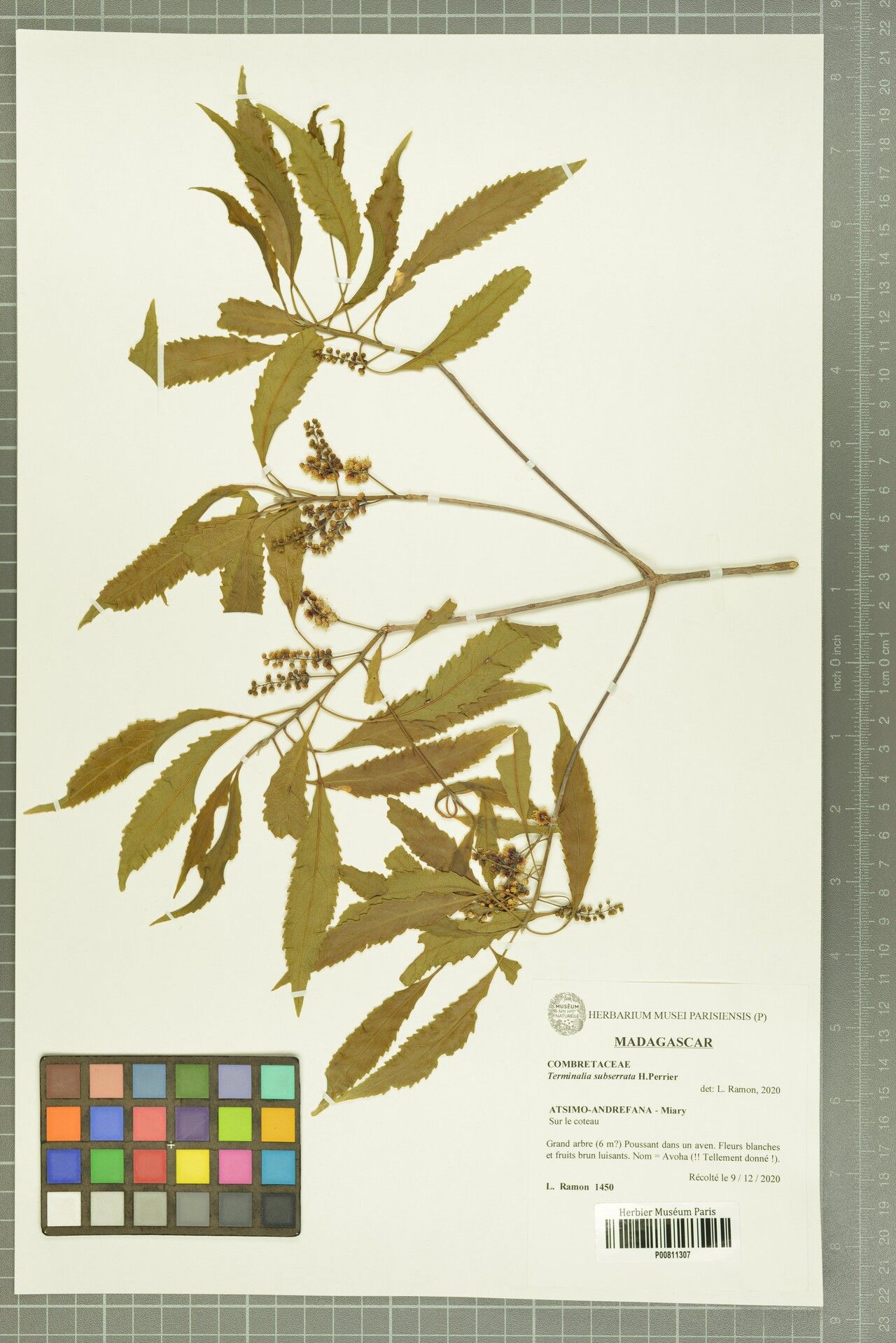 Terminalia subserrata — houseplant care guide