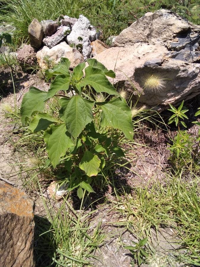 Tithonia tubaeformis — related species from the same genus