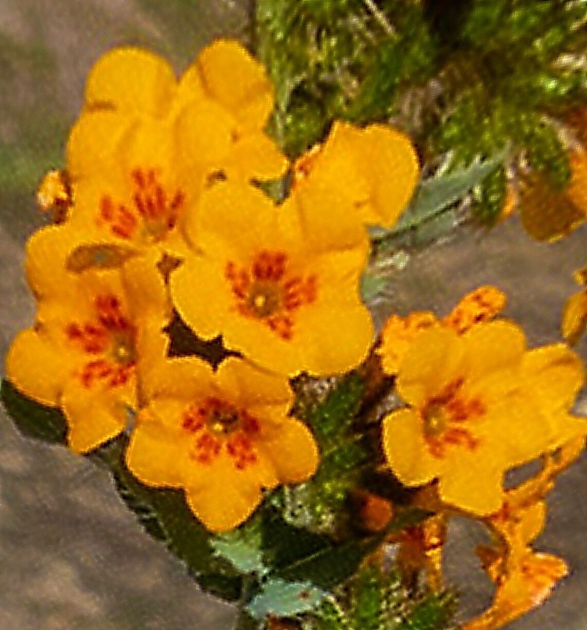 Amsinckia vernicosa — houseplant care guide